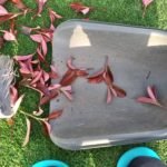 芝生の冬の手入れ!来シーズンに向けて行うべき4つのこと😃✨