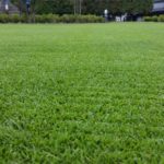 経験から分かる芝生の密度をグングン上げる方法😃✨