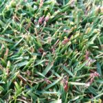 秋の芝生に黒い穂がついた😅