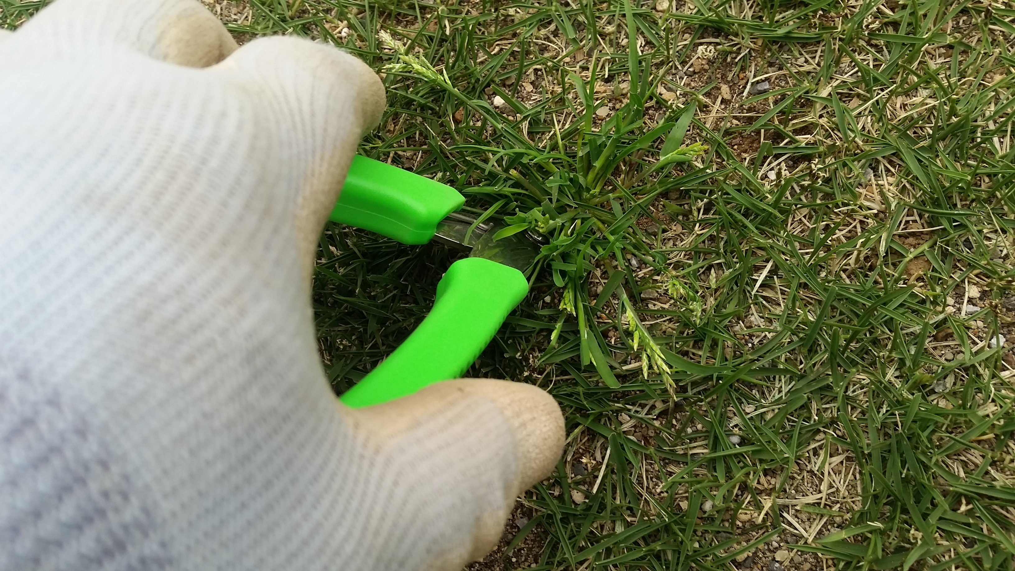 【レビュー】草抜きニッパーで芝生の雑草を簡単にサクッ!!