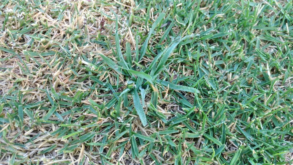 【レビュー】草抜きニッパーで芝生の雑草を簡単にサクッ!! 芝生パラダイス