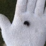 芝生にフサフサの黒い毛虫 アカゴマダラヒトリがキモッ😣