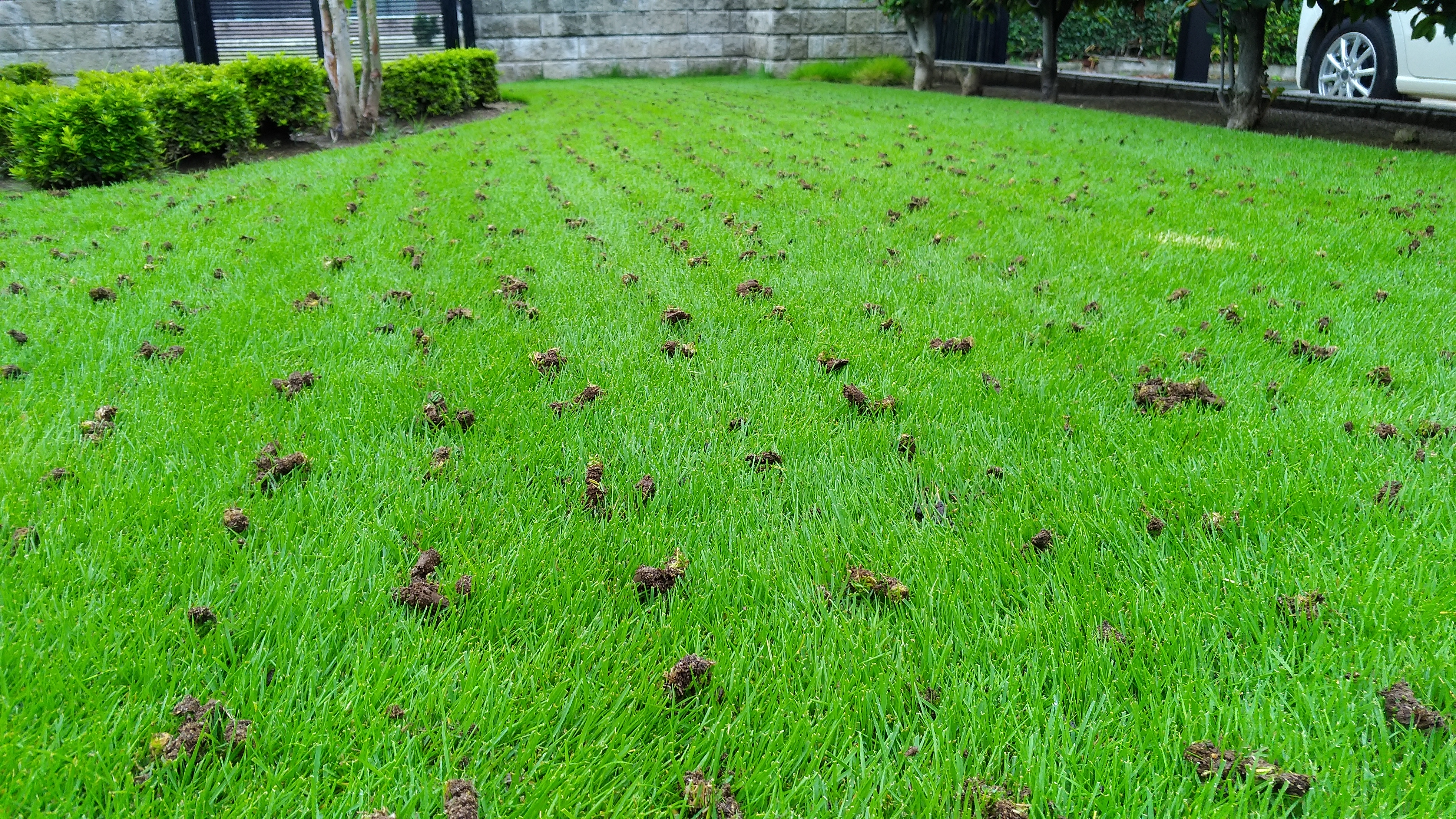 芝生のコアリング！固い土が抜けないときの改善方法😃✨