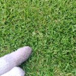 芝生の夏雑草を防ぐ方法😃✨