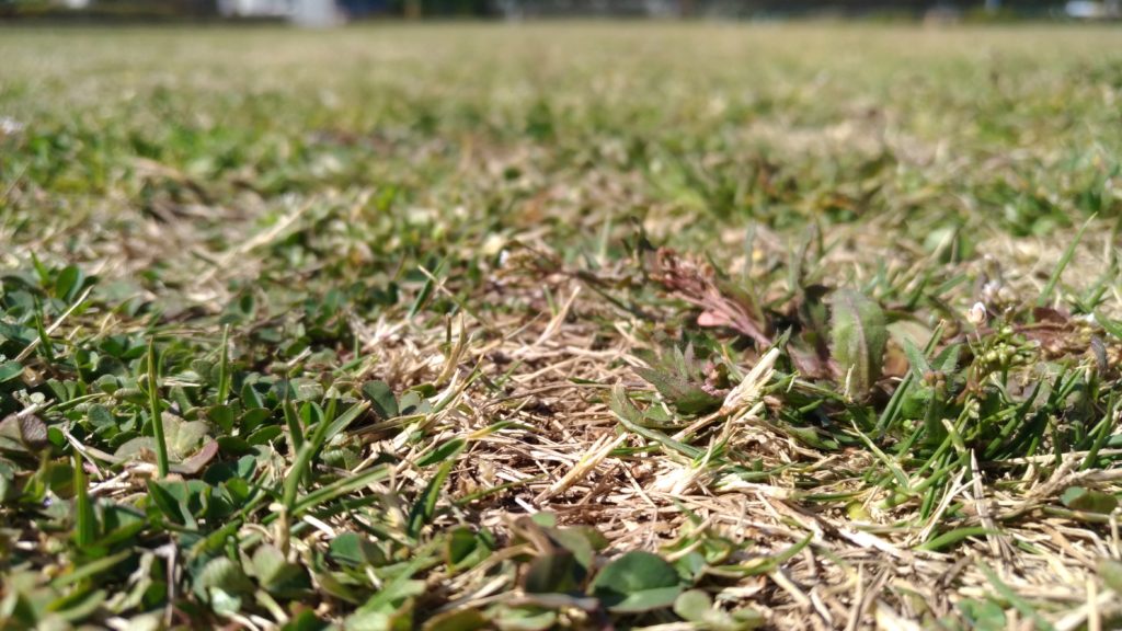 芝生の夏雑草を防ぐ方法😃 芝生パラダイス