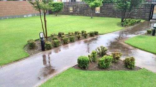 芝生の手入れ!梅雨の前にすべき作業😃✨