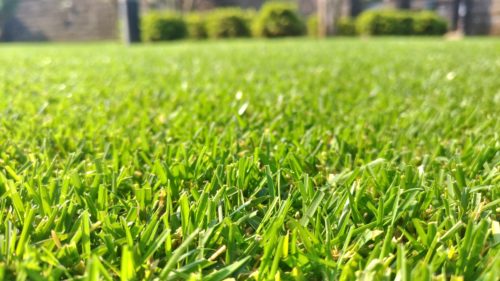 芝生の手入れ!8月に行うべき作業ベスト3😃✨