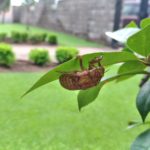 芝生の夏越し!気をつけること6選😃✨