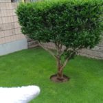 芝生の際刈り!木の周りを丸く切る方法😃✨