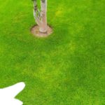 芝生の黄化する原因を分かりやすく解説😃✨