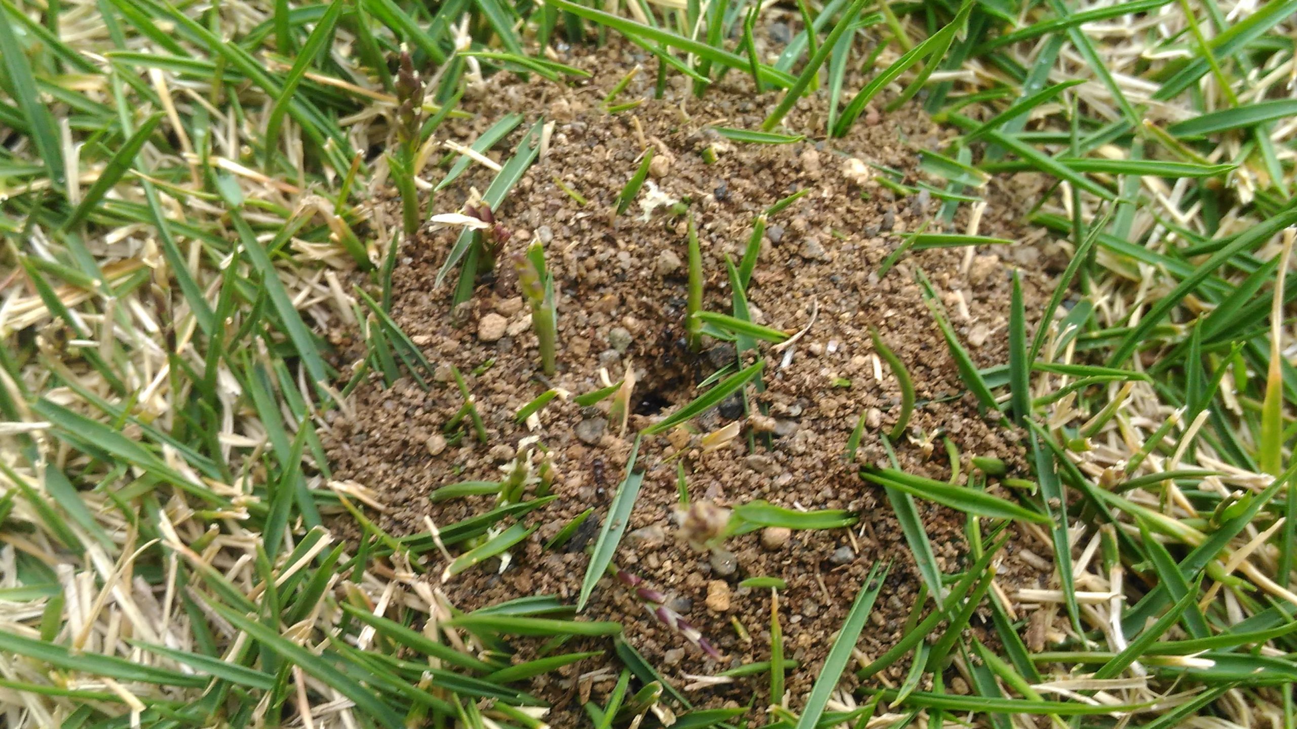芝生のアリの巣を駆除する方法😃✨