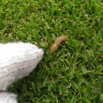 芝生のナメクジ駆除方法と生態😃✨
