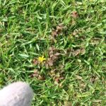 芝生の雑草カタバミを駆除する方法😃✨