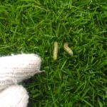芝生の害虫ヨトウムシの駆除方法🙂✨