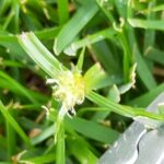 芝生の雑草ヒメクグの駆除!放っておくと危険ですよ😃