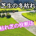 芝生の冬枯れ【stand.fm】