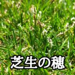 芝生の穂【stand.fm】