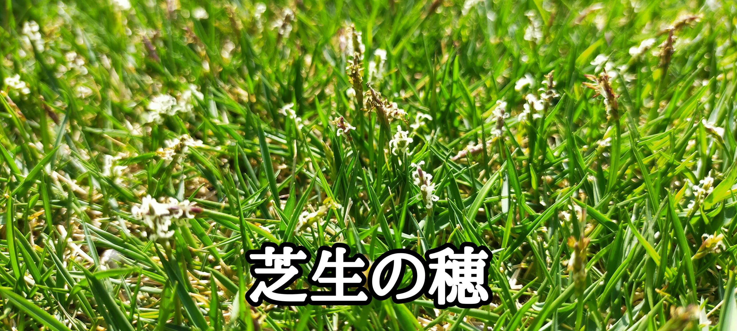 芝生の穂【stand.fm】