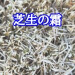芝生の霜【stand.fm】