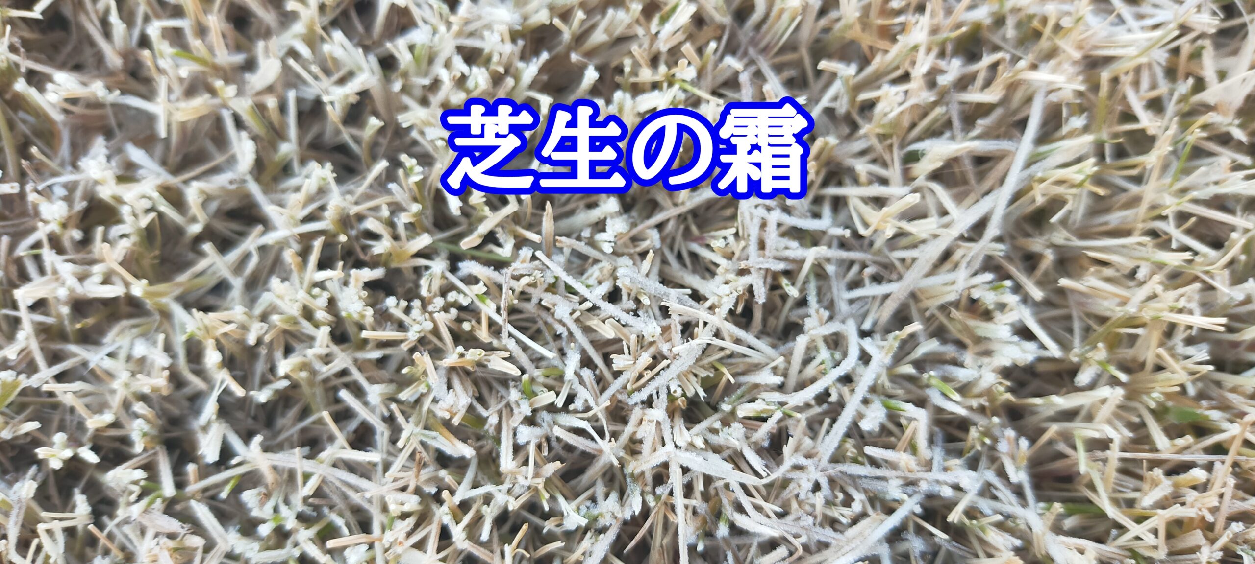 芝生の霜【stand.fm】