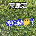 ［Q&A］冬に緑の高麗芝？【stand.fm】