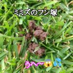芝生に土の塊!なんだ?【stand.fm】