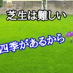 四季があるから芝生は難しい【stand.fm】