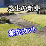 芝生の新芽が伸び始めたら葉先カット【stand.fm】