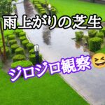 雨上がりの芝生!ジロジロ観察のチェックポイント【stand.fm】