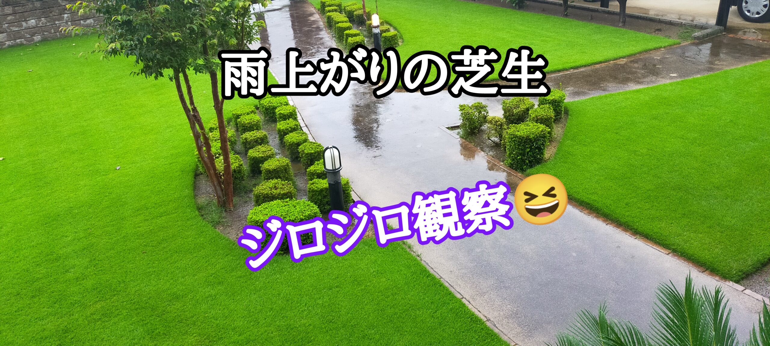 雨上がりの芝生！ジロジロ観察のチェックポイント【stand.fm】