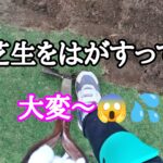芝生をはがすって大変【stand.fm】